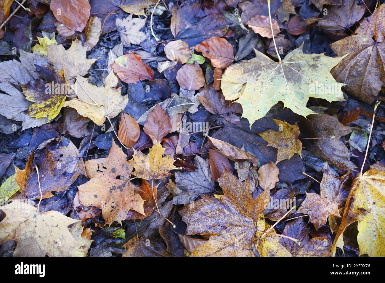 DEU, Germania, Iserlohn: I colori autunnali incantano la foresta del Sauerland e anche la gente del Maerkischer Kreis. Il fotografo creativo Foto Stock