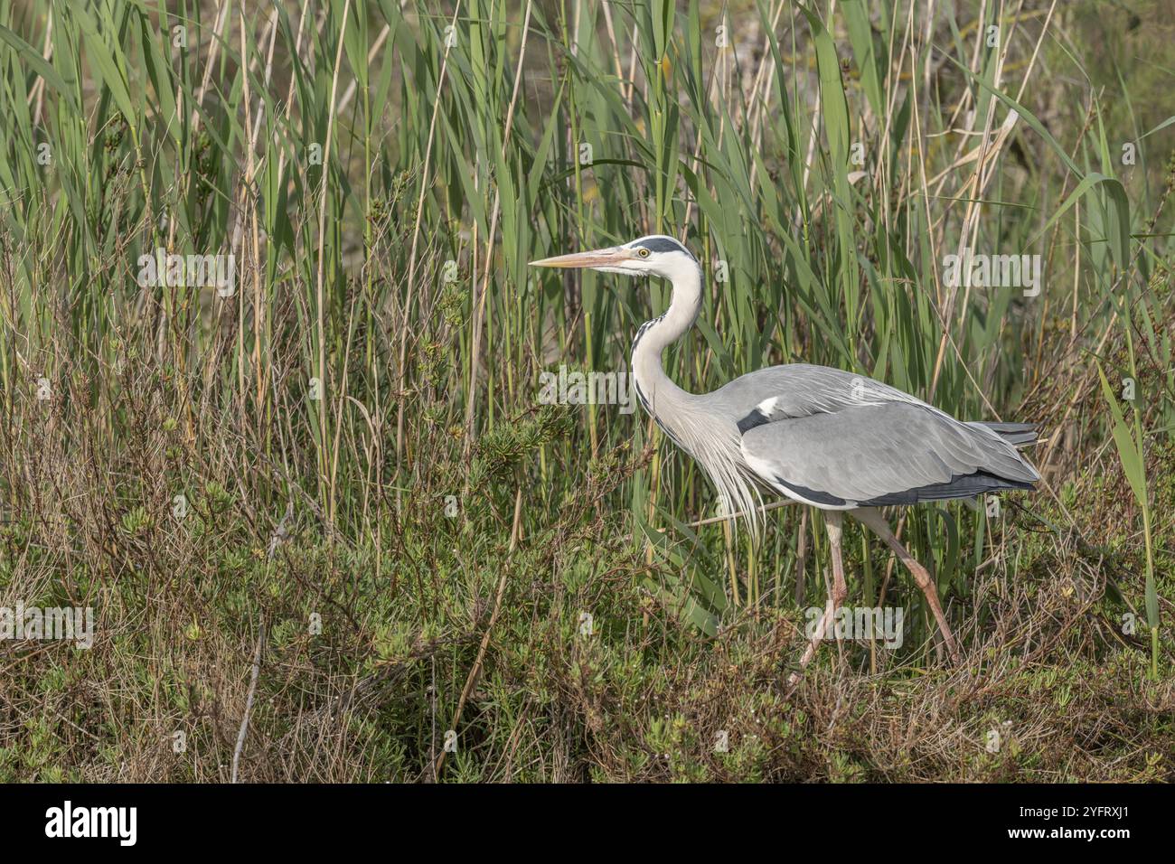 Aironi grigi (Ardea cinerea) che si muovono attraverso le canne ai margini di uno stagno. Saintes Maries de la Mer, Camargue, Arles, Provenza, Costa Azzurra, Francia, E. Foto Stock