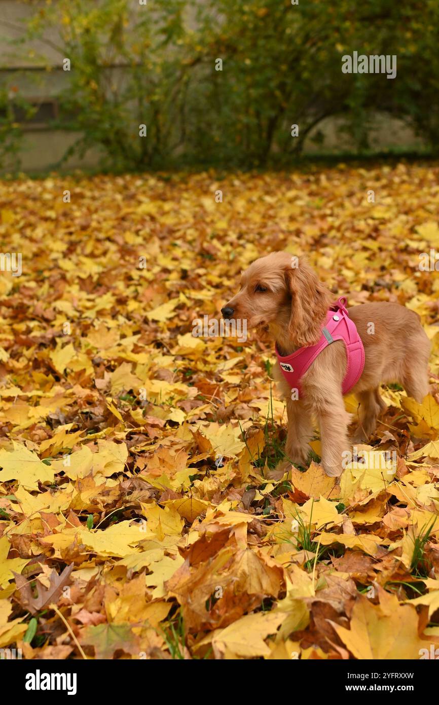 Un giocoso cucciolo di 4 mesi del Golden English Show Cocker Spaniel in piedi sulle variopinte foglie autunnali in un parco, che mostra la bellezza del fogliame autunnale Foto Stock