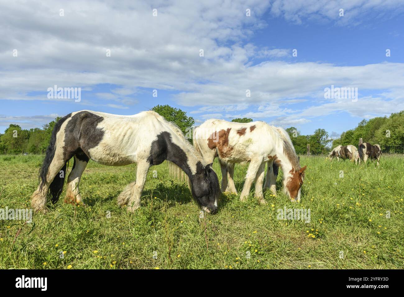 Cavallo di pannocchia irlandese in un pascolo in primavera Foto Stock