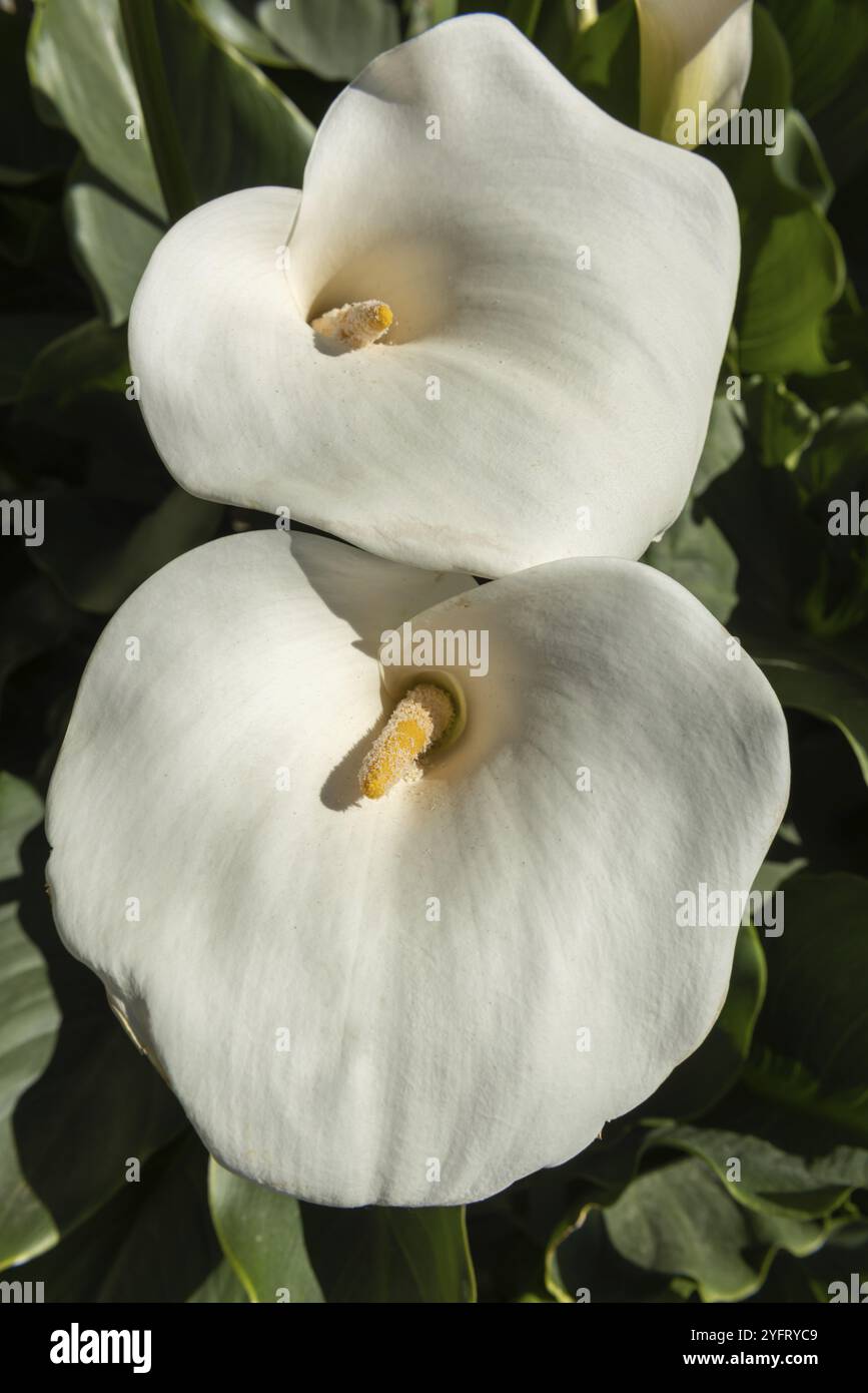 Arum bianco in fiore in giardino. Alsazia, Francia, Europa Foto Stock