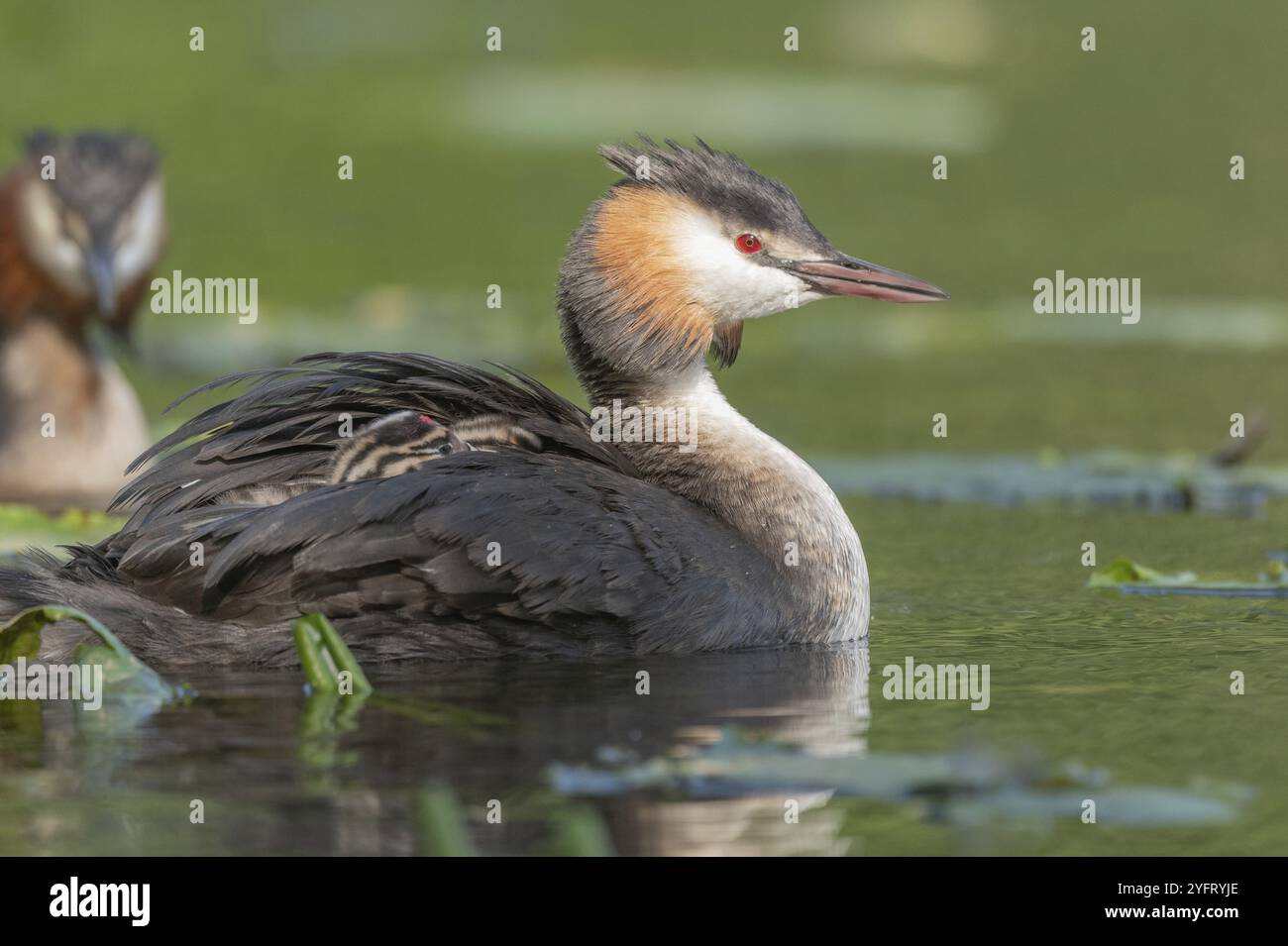 Great Crested Grebe (Podiceps Cristatus) con le sue pulcini di qualche giorno su un fiume. BAS-Rhin, Collectivite europeenne d'Alsace, Grand Est, Francia, EUR Foto Stock