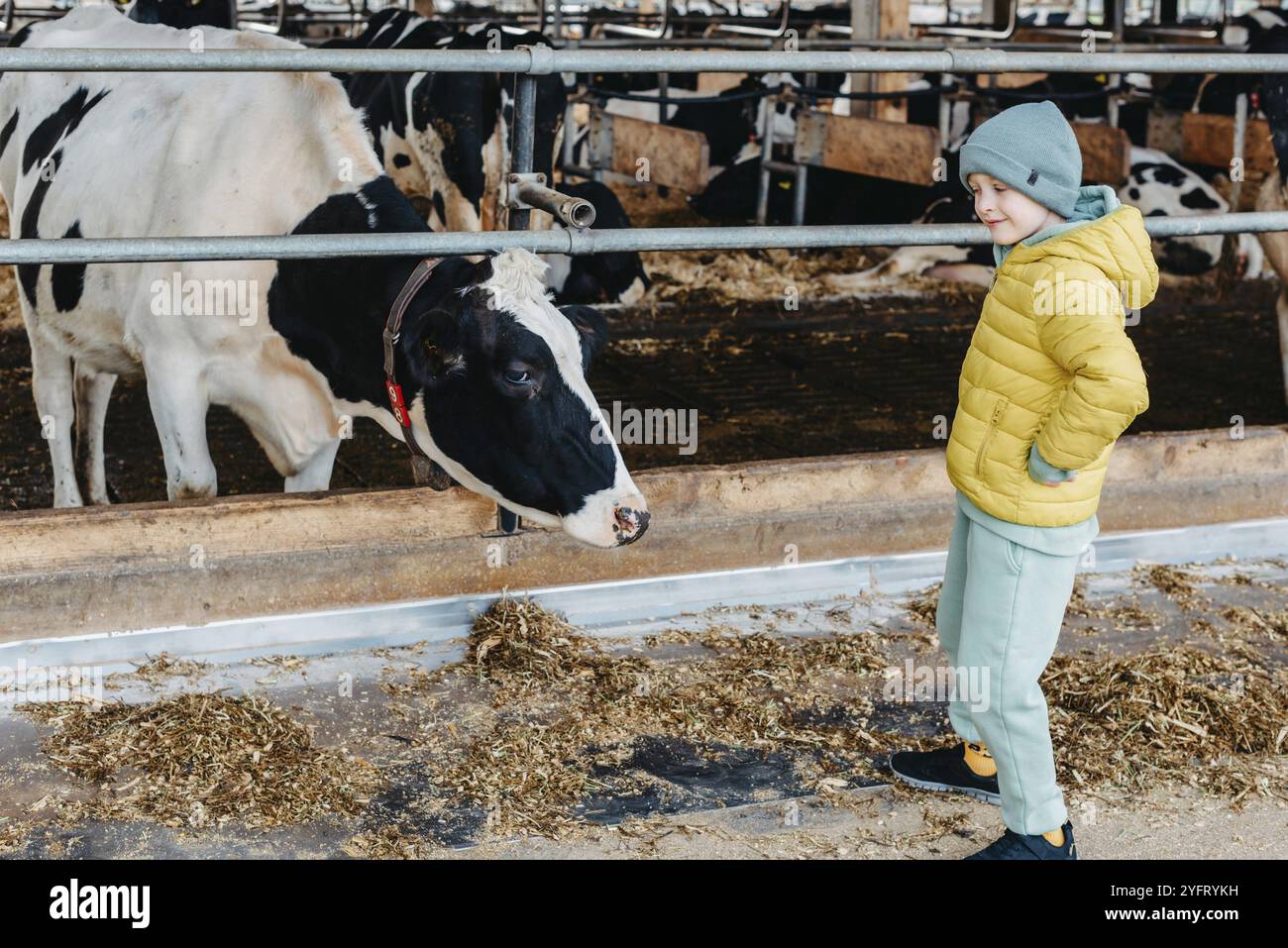 Bambino caucasico che mangia le mucche in fattoria. Mandria di bovini da latte. Moderno stile di vita familiare in campagna. Agricoltura e agricoltura. Stagione autunnale Foto Stock