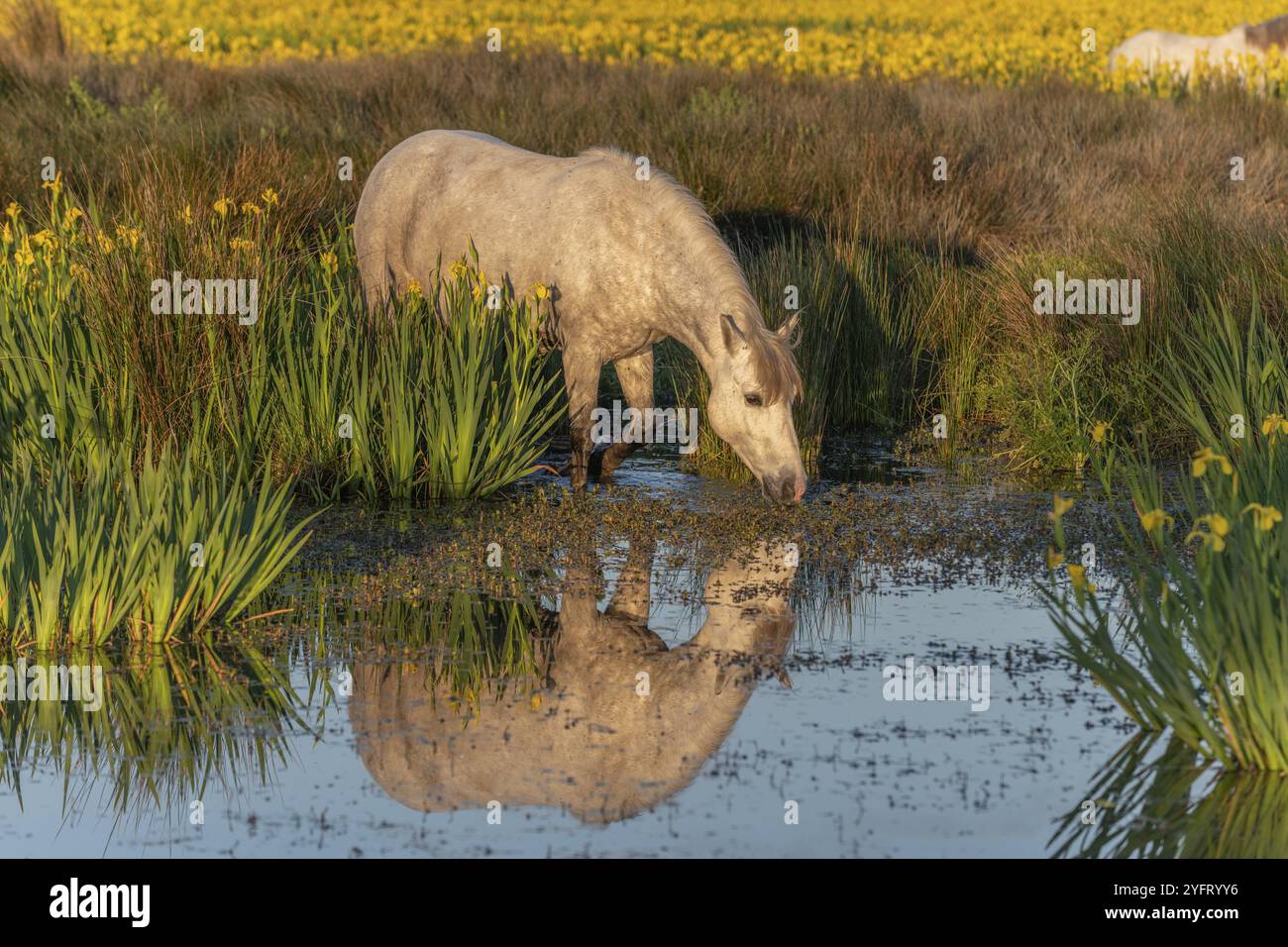 Cavallo della Camargue che si nutre in una palude piena di Iris gialli. Saintes Maries de la Mer, Parc naturel Regional de Camargue, Arles, Bouches du Rhone, Provenc Foto Stock