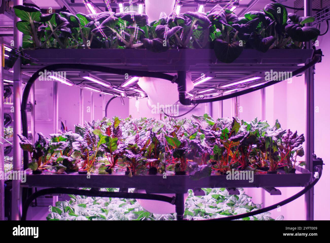 Le luci UV Grow illuminano uno scaffale di insalate verdi al Fotografiska Museet di Stoccolma, Svezia, coltivate per essere utilizzate nel ristorante del museo. Questa configurazione consente una crescita costante delle piante all'interno, indipendentemente dai cambiamenti stagionali, e riduce la necessità di pesticidi. L'illuminazione UV in agricoltura consente una produzione alimentare controllata ed efficiente, contribuendo alla sicurezza alimentare e riducendo l'impatto ambientale del trasporto alimentare a lunga distanza Foto Stock