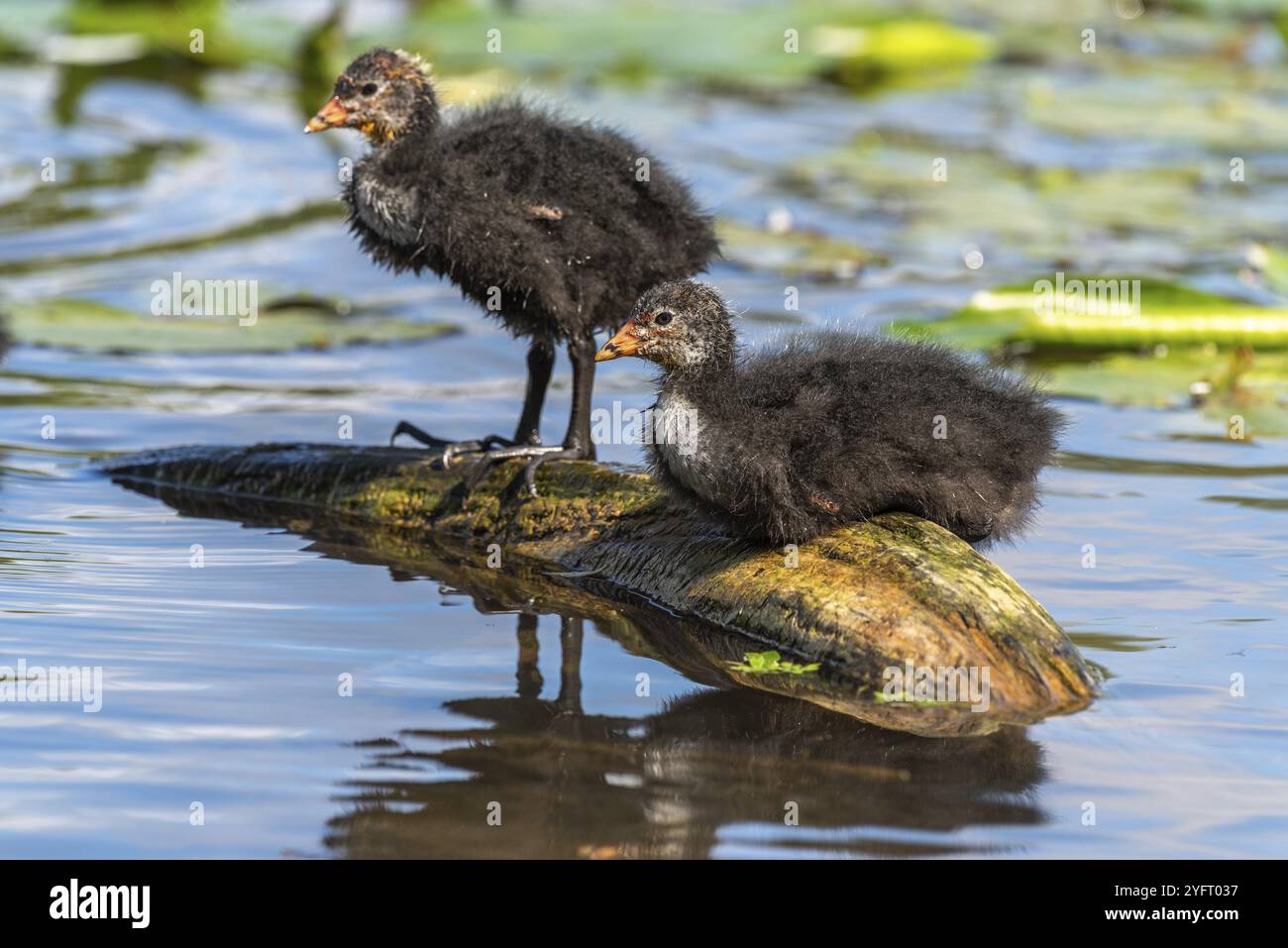 Famiglia di pulcini comuni (fulica atra) in cerca di cibo in un fiume. Alsazia, Francia, Europa Foto Stock