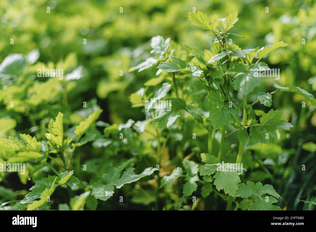 Primo piano di erba densa fresca con gocce d'acqua al mattino presto. Primo piano di lussureggiante erba verde senza taglio con gocce di rugiada in morbida luce mattutina Foto Stock