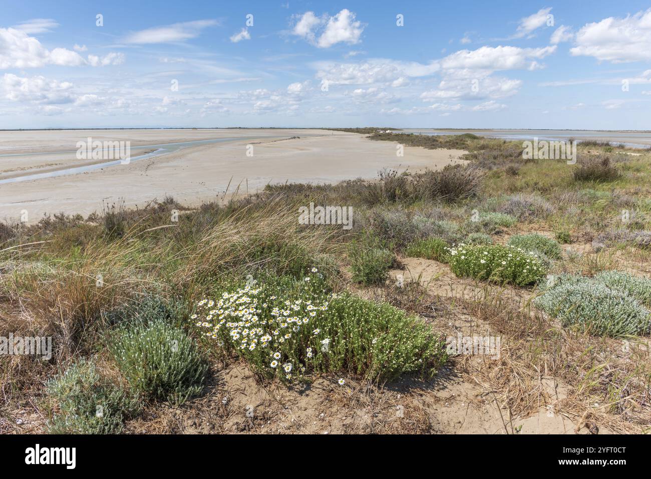 Paesaggio tipico in una laguna del delta del Rodano in Camargue in primavera. Saintes Maries de la Mer, Parc Naturel Regional, Arles, Bocche del Rodano, Foto Stock