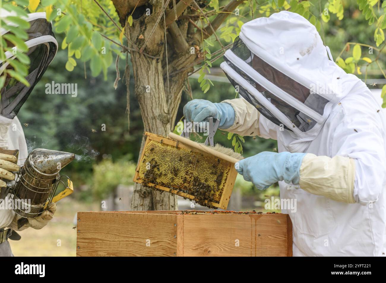 Ritratto dell'apicoltore che porta una scatola a nido d'ape mentre lavora all'apiario. Foto Stock