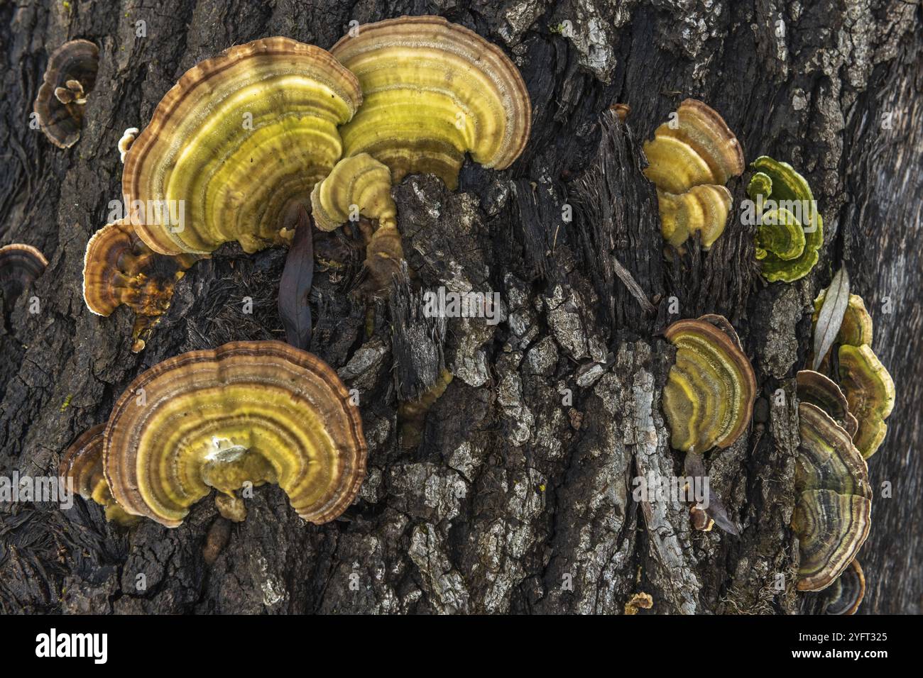 Funghi parassiti su un tronco d'albero. Francia Foto Stock
