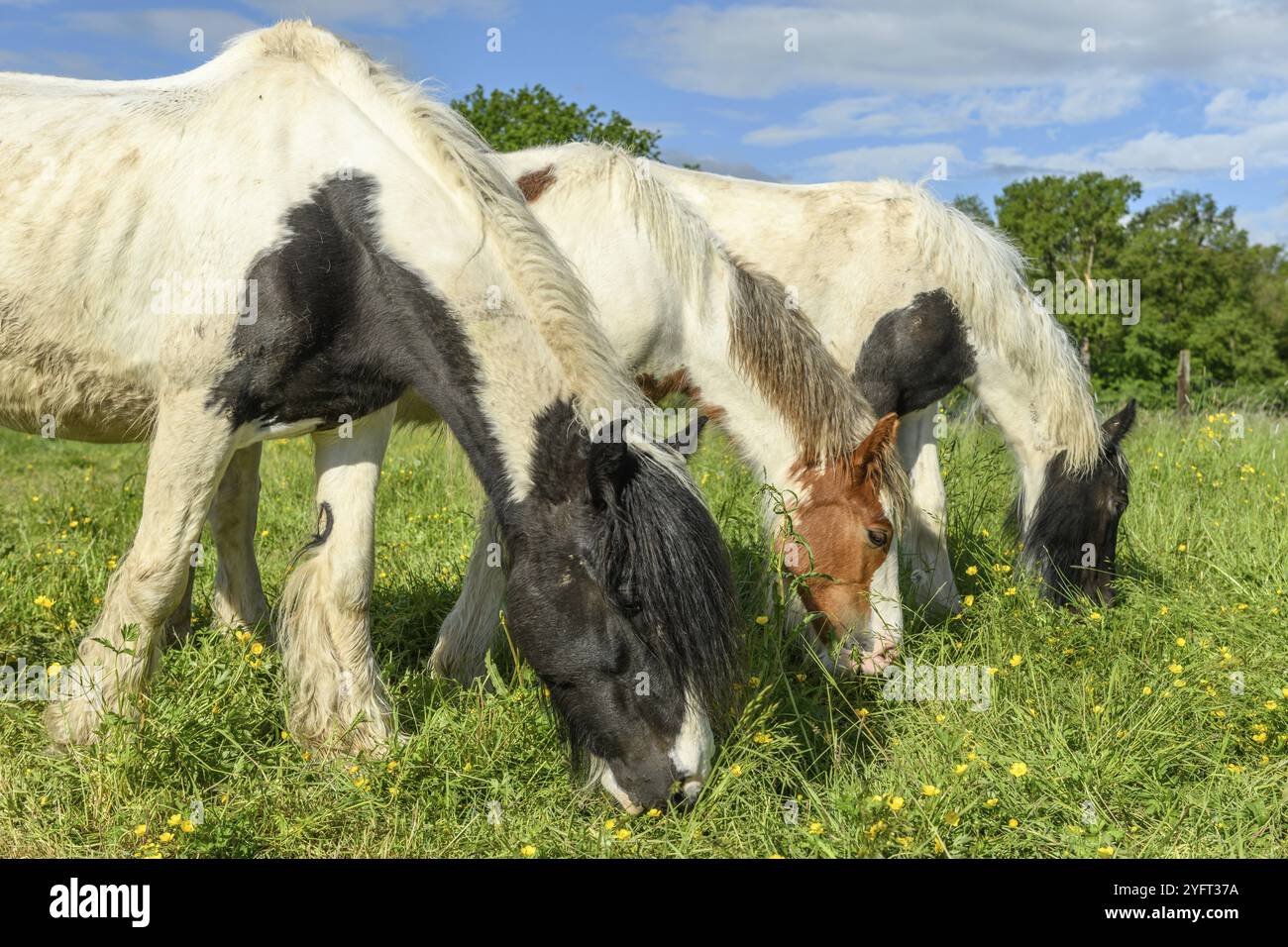 Cavallo di pannocchia irlandese in un pascolo in primavera Foto Stock