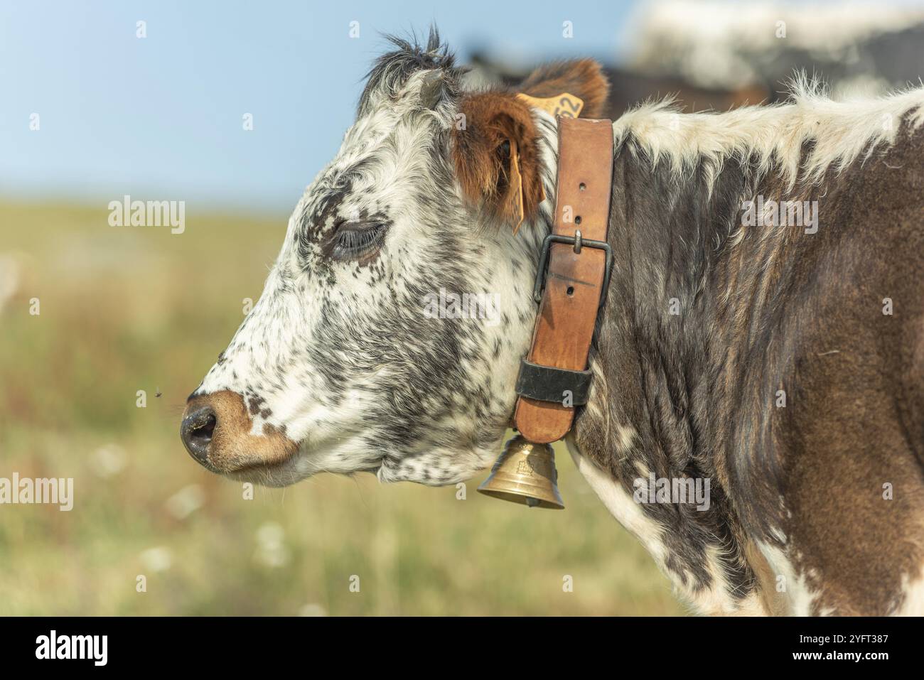 Mucche mucche con un potrait di campana in pascolo in montagna. Alsazia, Vosgi, Francia, Europa Foto Stock