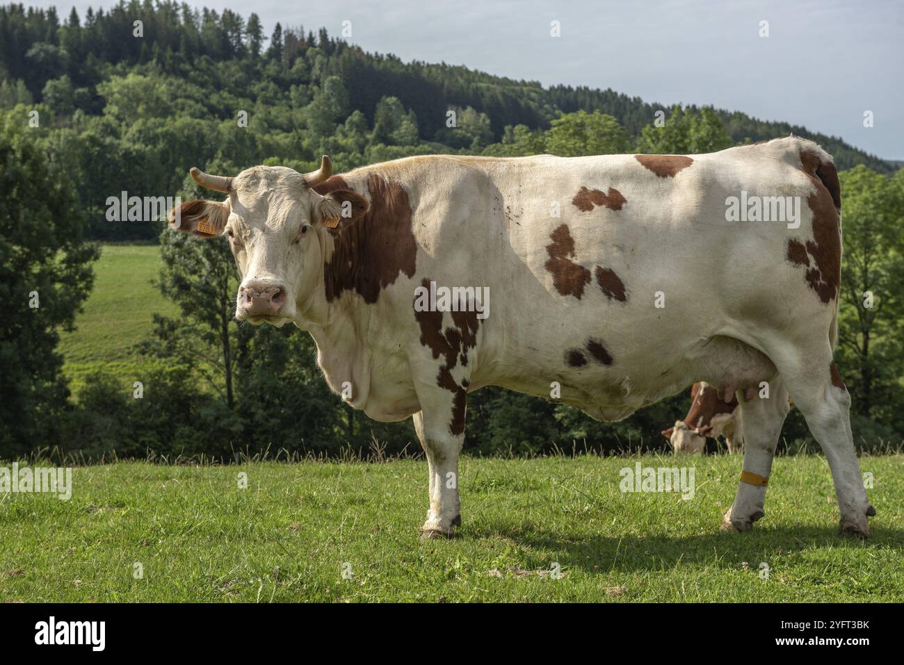 Mucche in un prato in Francia Foto Stock