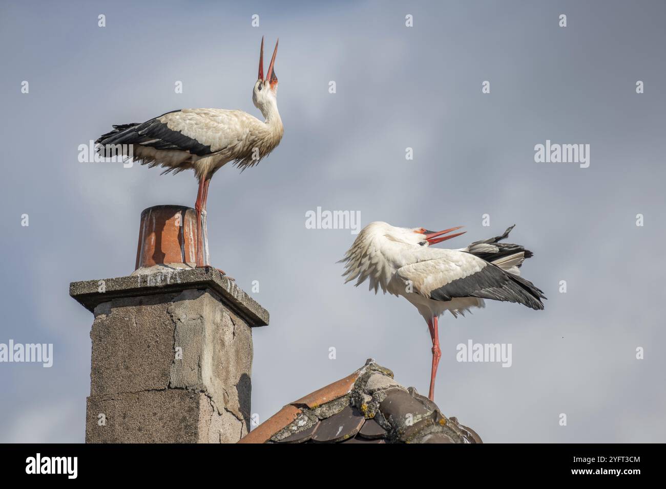 Un paio di cicogna bianca (ciconia ciconia) in mostra corteggiamento nel tardo inverno Foto Stock