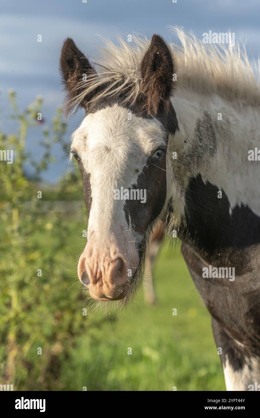 Cavalli di pannocchia irlandesi in un pascolo in primavera. Nella campagna francese, i cavalli escono nei prati per pascolare sull'erba fresca Foto Stock