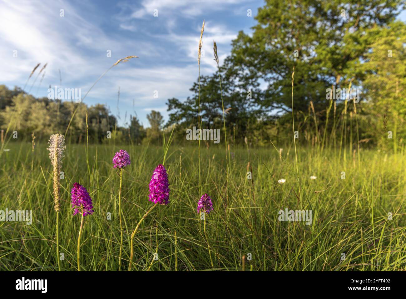 Prato con fiori di orchidea viola in Francia Foto Stock