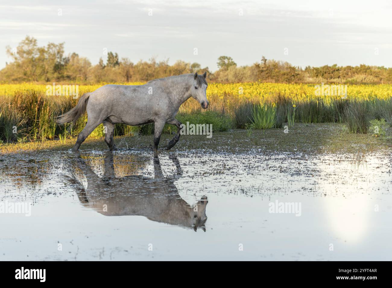 Cavallo della Camargue che si nutre in una palude piena di Iris gialli. Saintes Maries de la Mer, Parc naturel Regional de Camargue, Arles, Bouches du Rhone, Provenc Foto Stock
