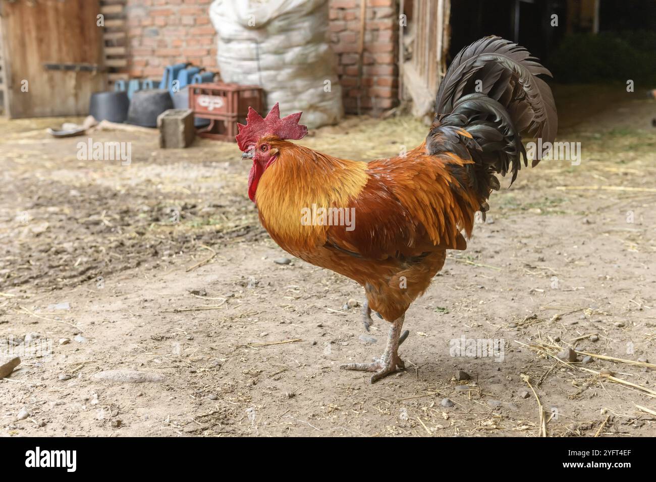 Gallo all'aperto in una fattoria. BAS-Rhin, Collectivite europeenne d'Alsace, Grand Est, Francia, Europa Foto Stock