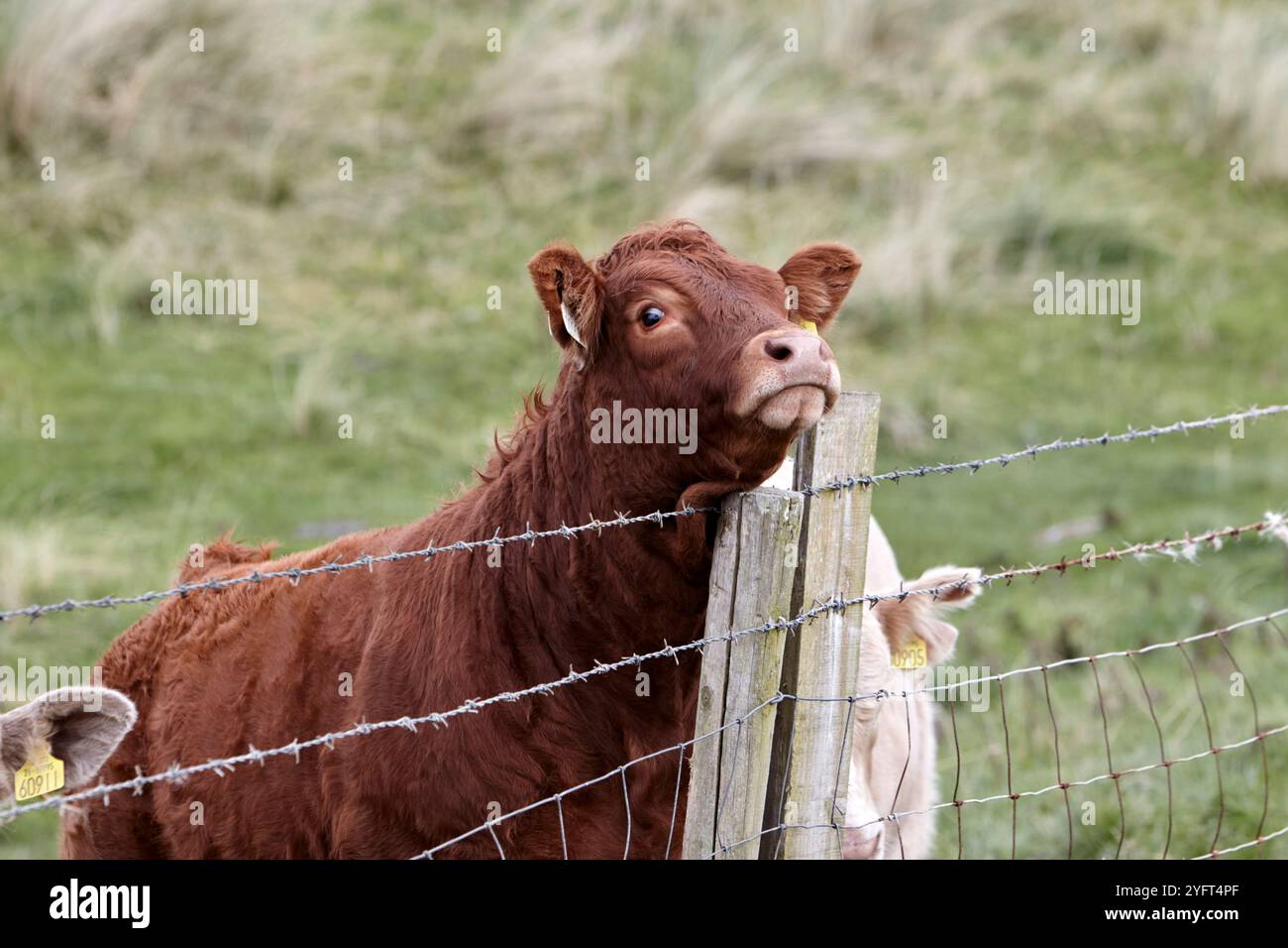mucca bruna che sfrega il collo su una recinzione agricola a filo spinato, contea di donegal, repubblica d'irlanda Foto Stock