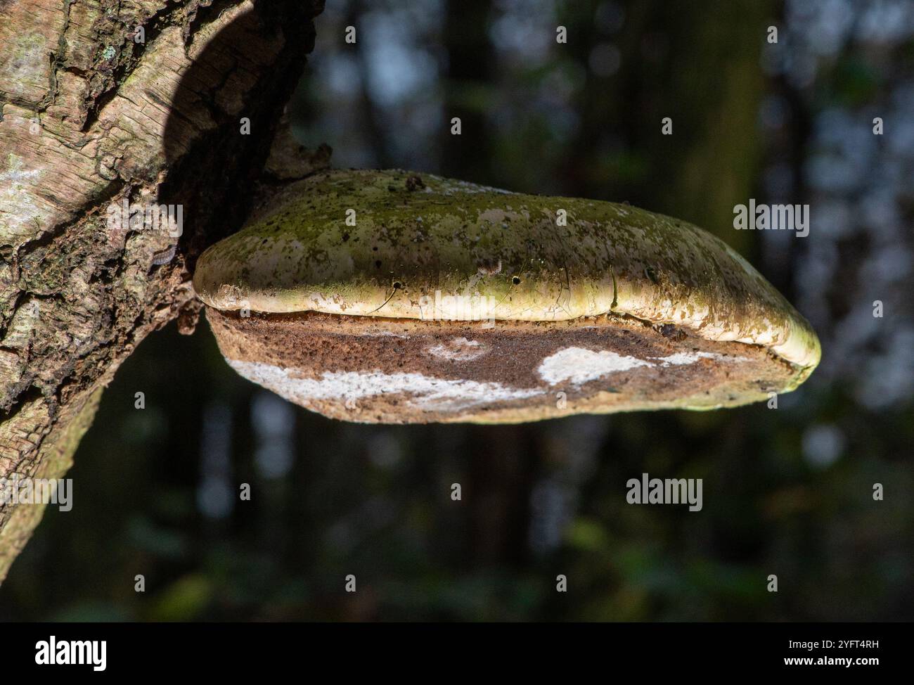 Hartig«S white trunk rot, Arnside, Milnthorpe, Cumbria, UK. Foto Stock
