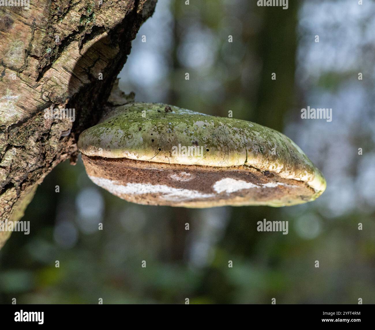 Hartig«S white trunk rot, Arnside, Milnthorpe, Cumbria, UK. Foto Stock