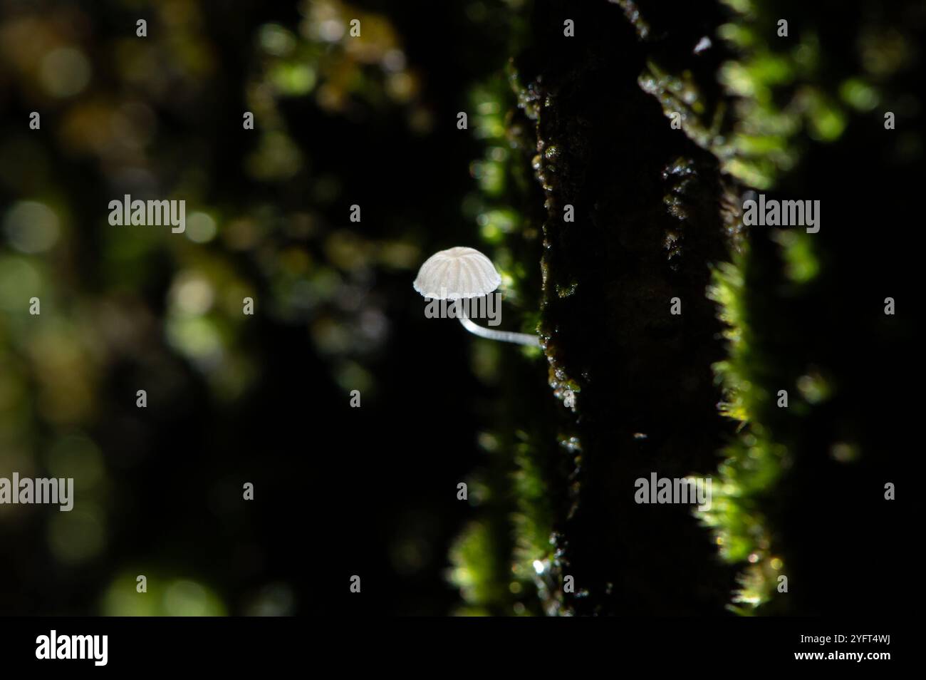 Un piccolo sgabello Frosty Bonnet, Arnside, Milnthorpe, Cumbria, Regno Unito Foto Stock