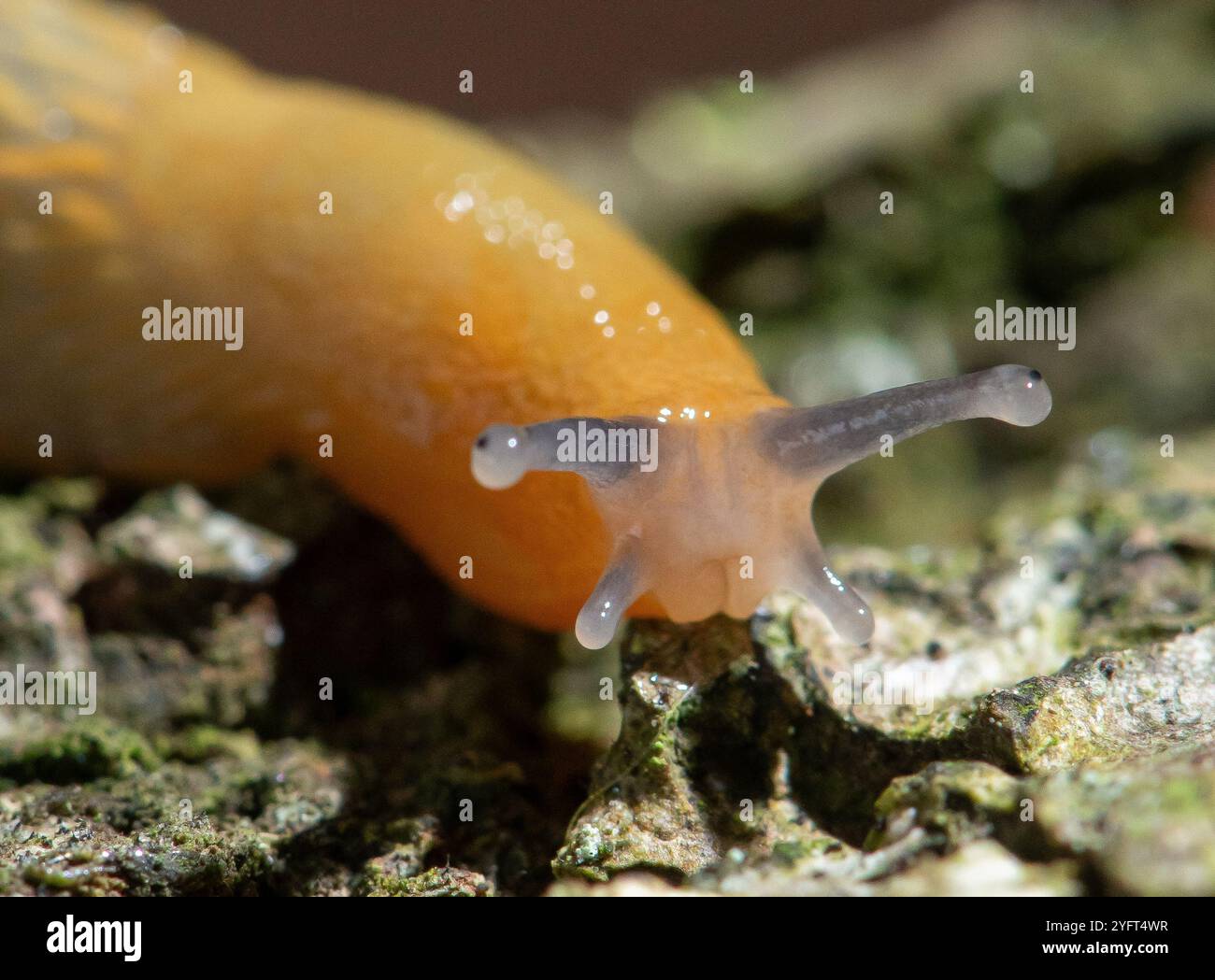 Un primo piano di una lumaca gialla, Arnside, Milnthorpe, Cumbria, Regno Unito Foto Stock