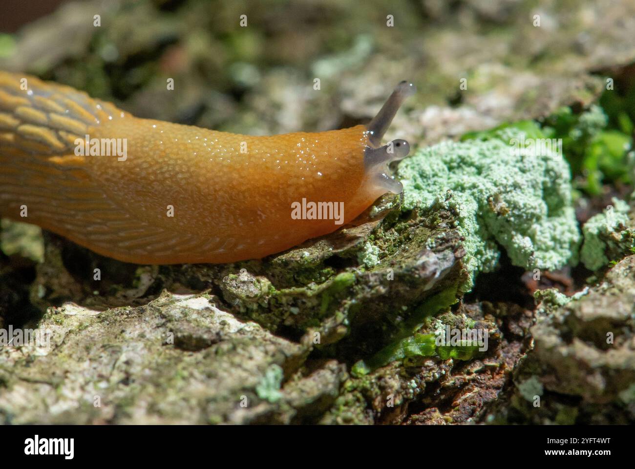 Un primo piano di una lumaca gialla, Arnside, Milnthorpe, Cumbria, Regno Unito Foto Stock