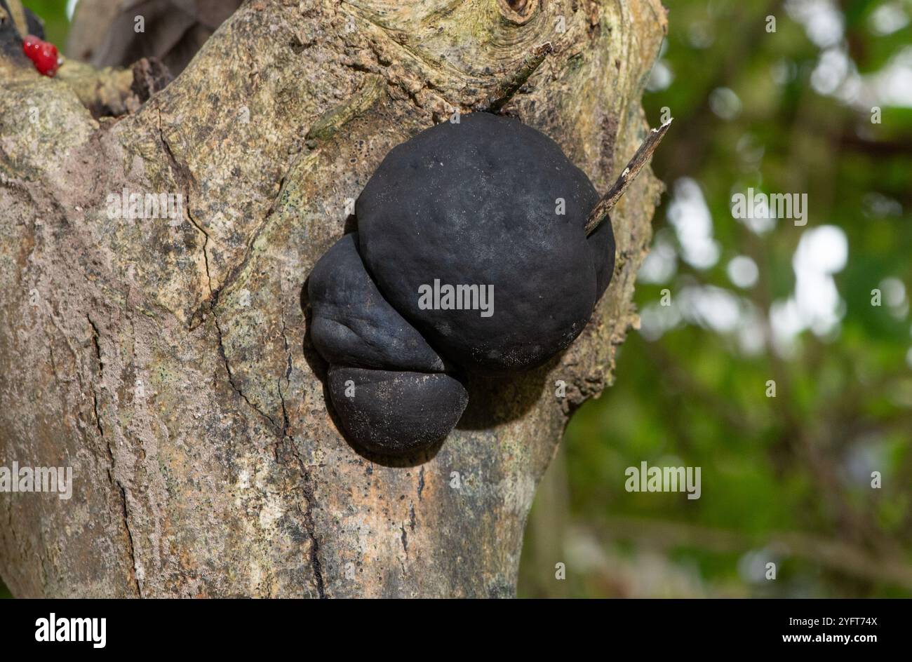 Black Ball Fungus, Arnside, Milnthorpe, Cumbria, Regno Unito Foto Stock