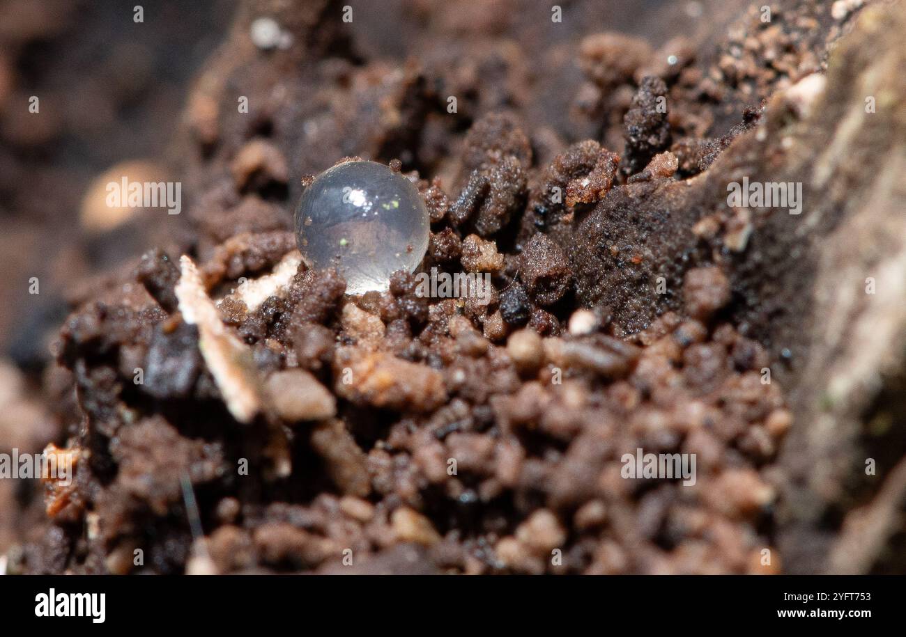 Un unico uovo di lumache, Arnside, Milnthorpe, Cumbria, Regno Unito Foto Stock