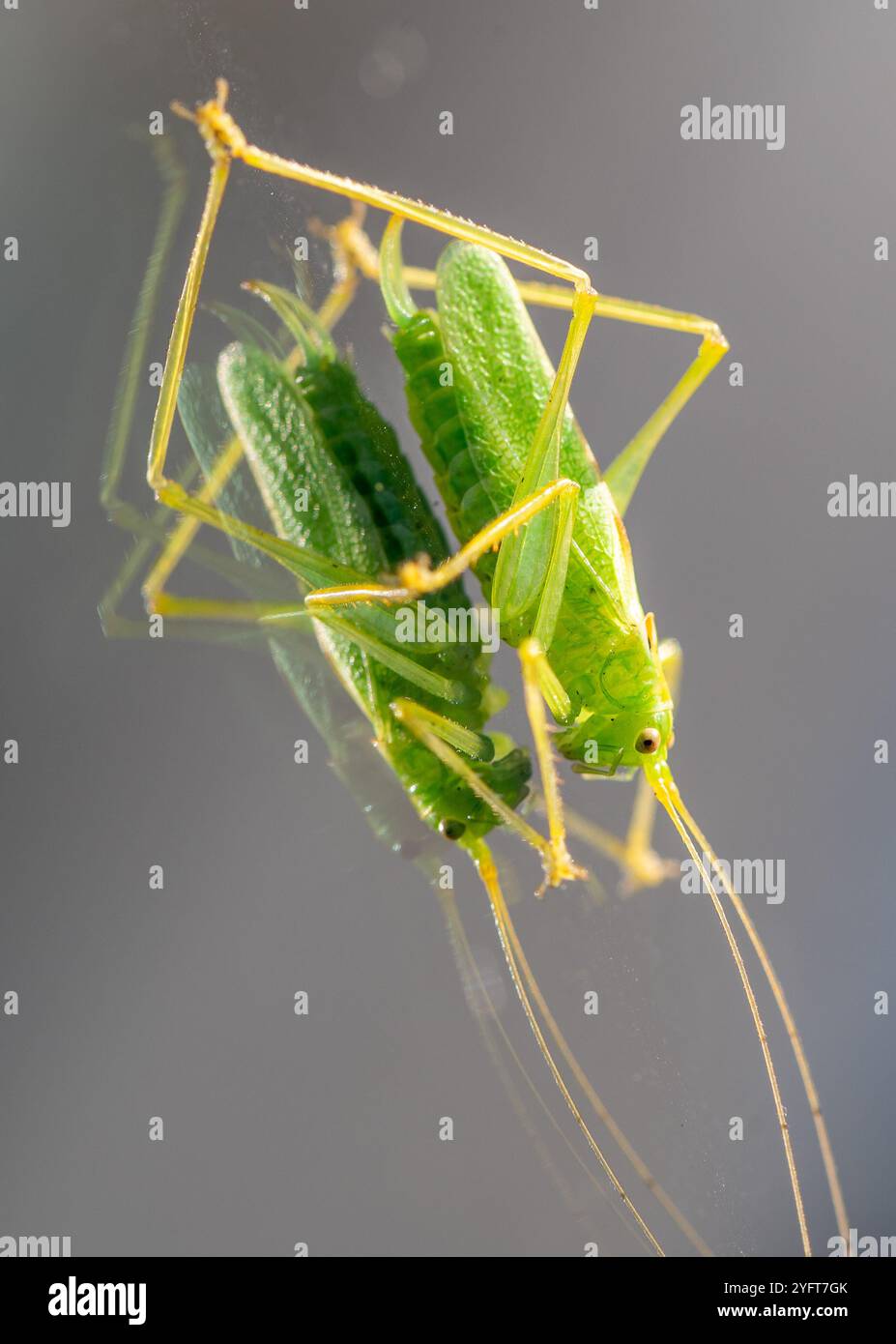 Un cricket Oak Bush in un giardino, Lancashire, Regno Unito. Foto Stock