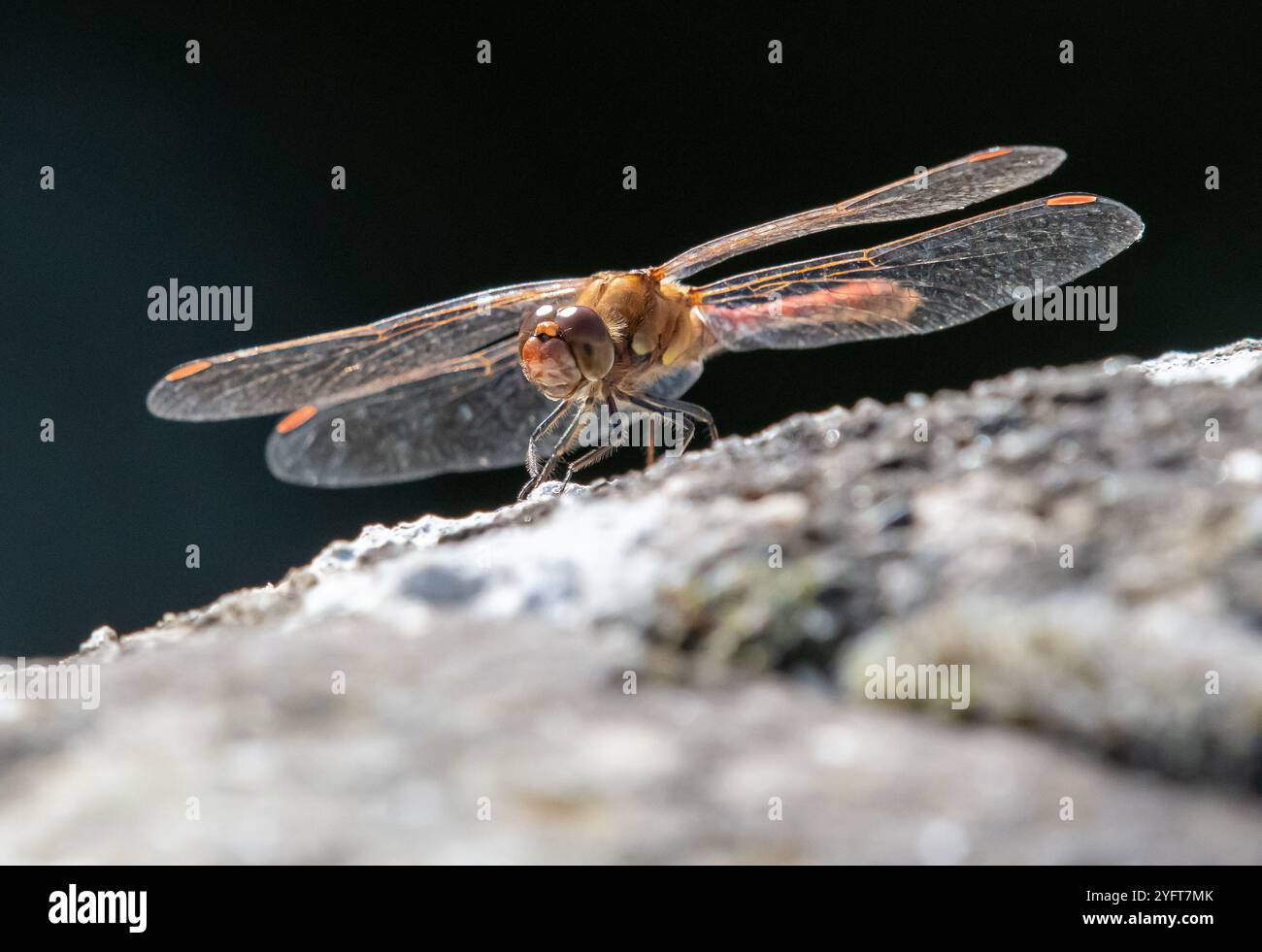 A Common Darter, Chipping, Preston, Lancashire, Regno Unito Foto Stock