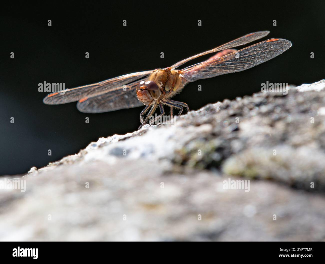 A Common Darter, Chipping, Preston, Lancashire, Regno Unito Foto Stock