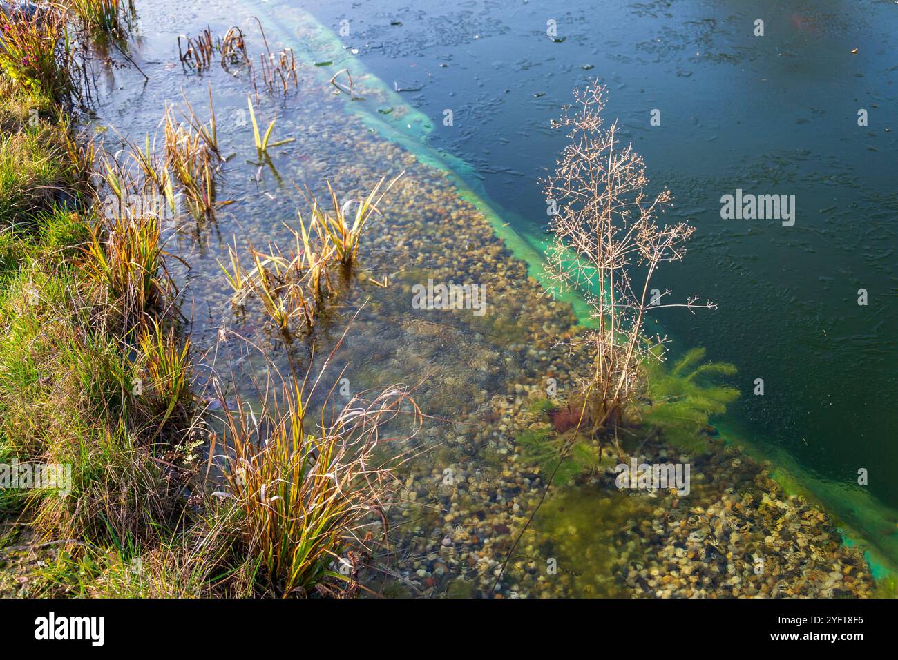 Piante utilizzate nella piscina naturale per filtrare l'acqua senza prodotti chimici Foto Stock