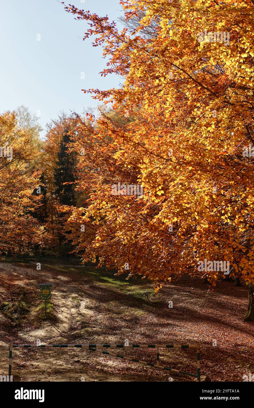 Splendida foresta autunnale e cielo blu. Giornata di sole Foto Stock
