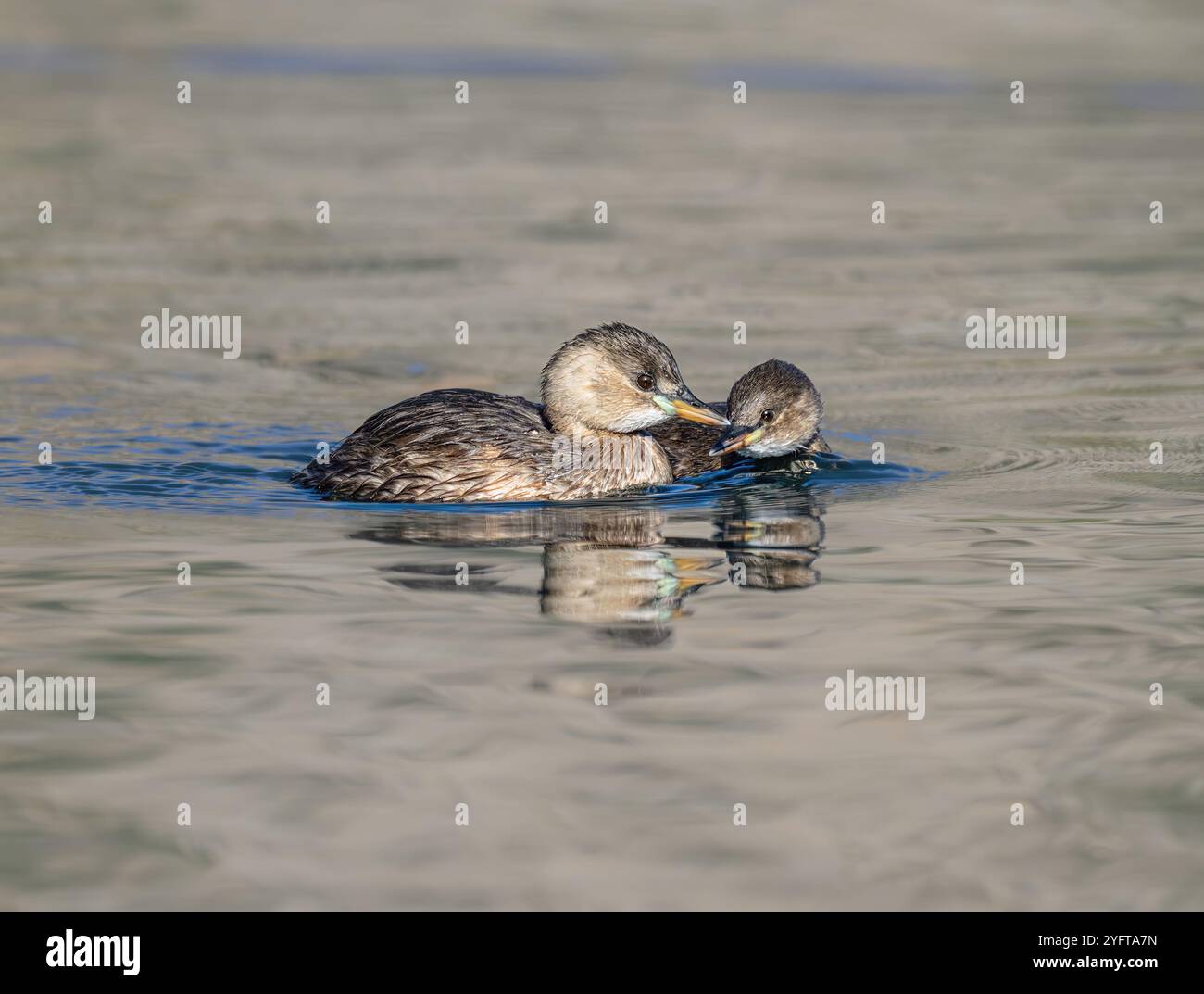 Due piccoli uccelli, Tachybaptus ruficollis, piumaggio di base, un uccello genitore che nuota insieme al suo giovane su un lago, Creta, Grecia Foto Stock