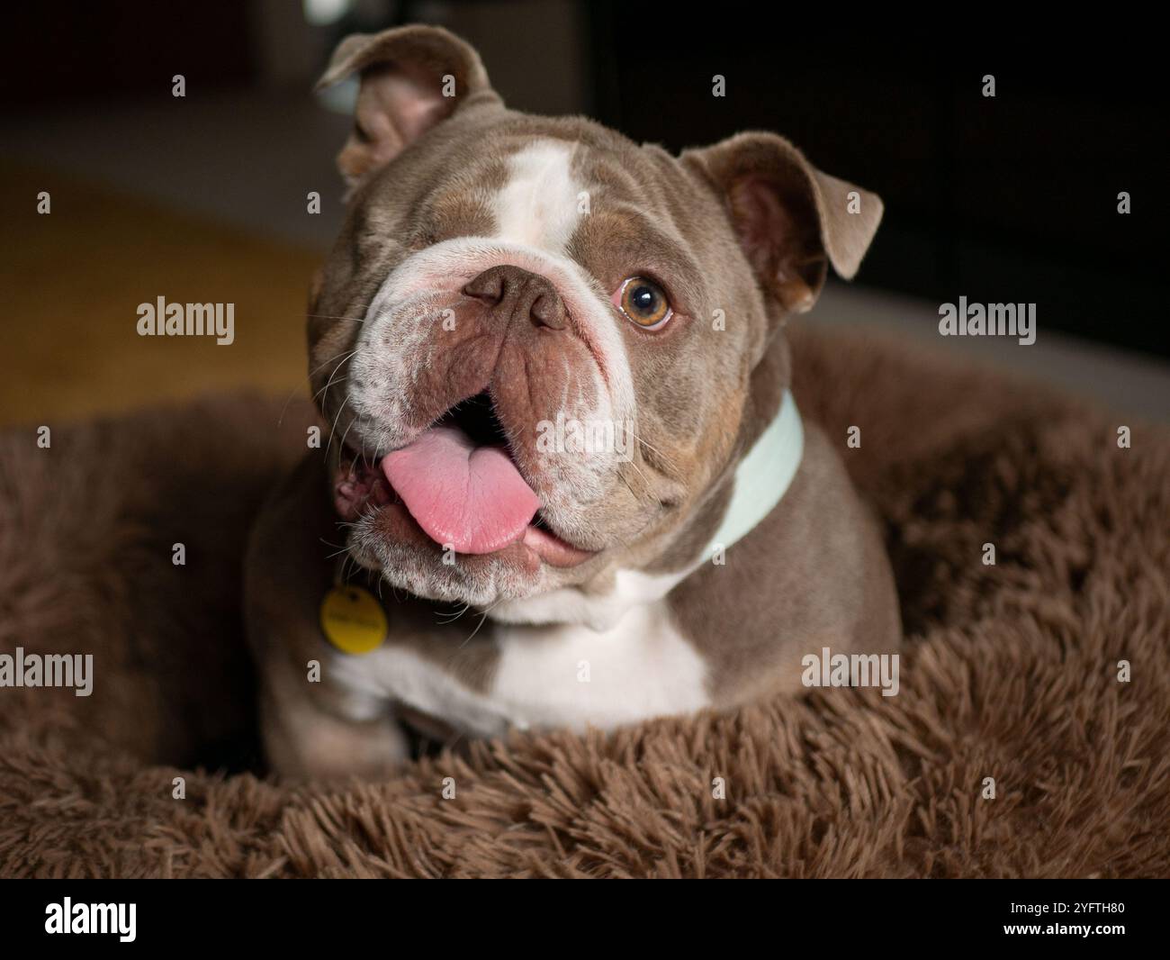 Grazioso bulldog con un occhio seduto in un soffice letto marrone - Bulldog bianco lilla Foto Stock