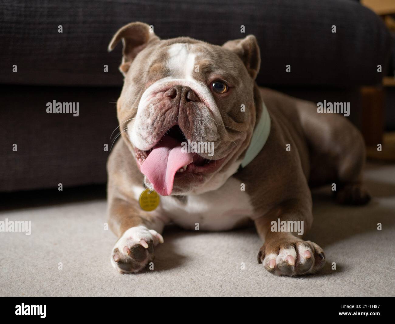 Bulldog panting while laid down - cane brachicefalico naso corto - problemi di salute respiratoria - colorazione bianco licac Foto Stock