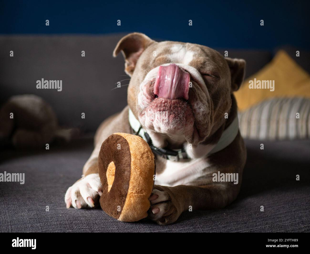 Bulldog che lecca il naso giocando con un giocattolo soft food - divertente carino Foto Stock