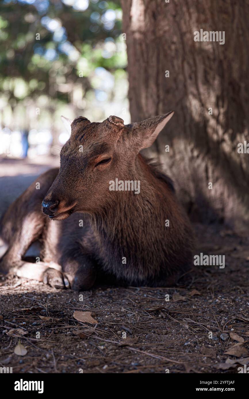 Cervi a Nara Park, Giappone © Giorgia De dato Foto Stock