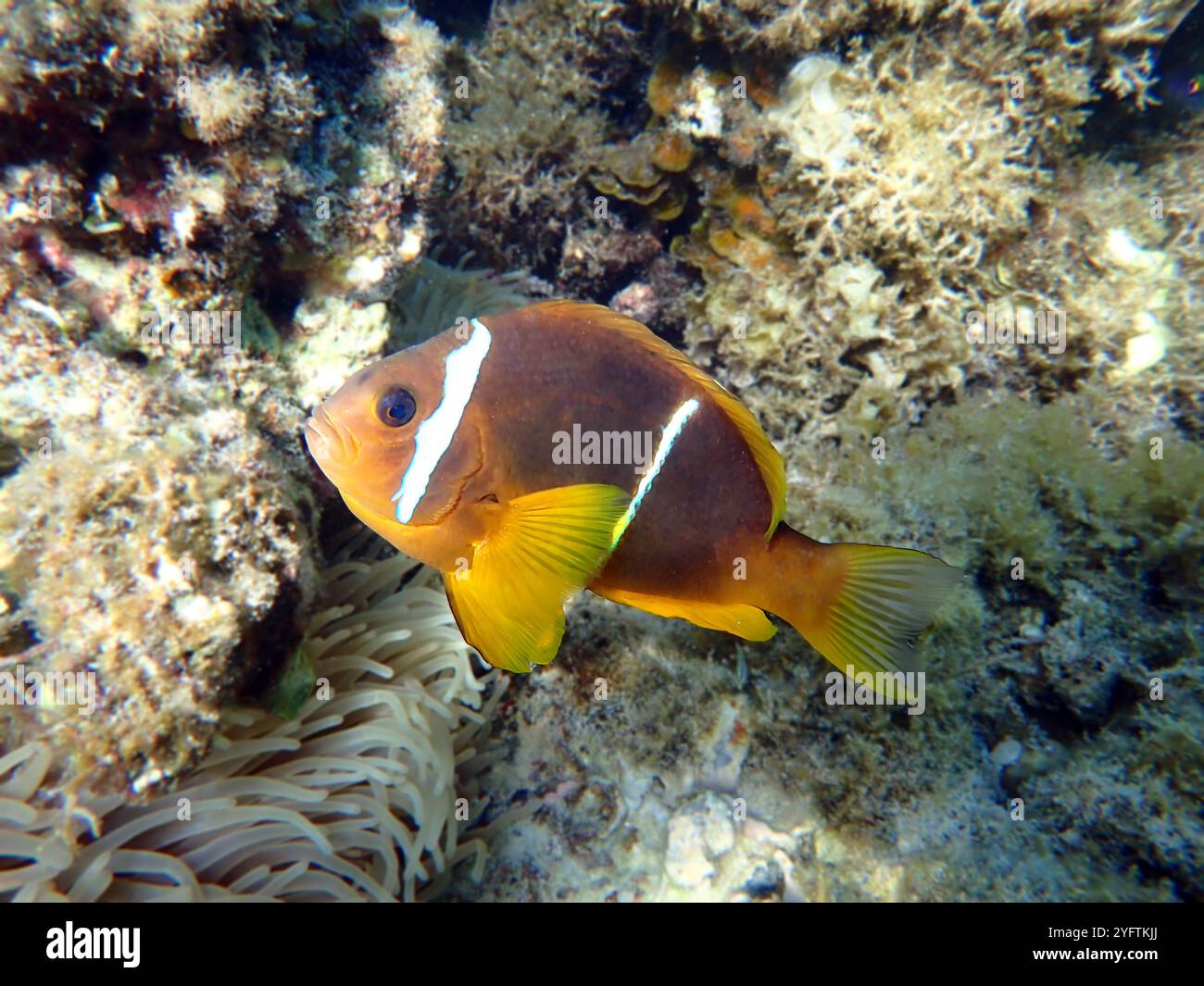 L'anemonefish (Amphiprion chrysopterus) è un pesce marino appartenente alla famiglia Pomacentridae Foto Stock