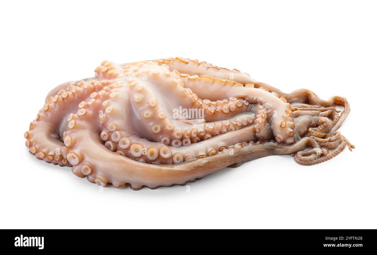 Un polpo crudo fresco isolato su bianco Foto Stock