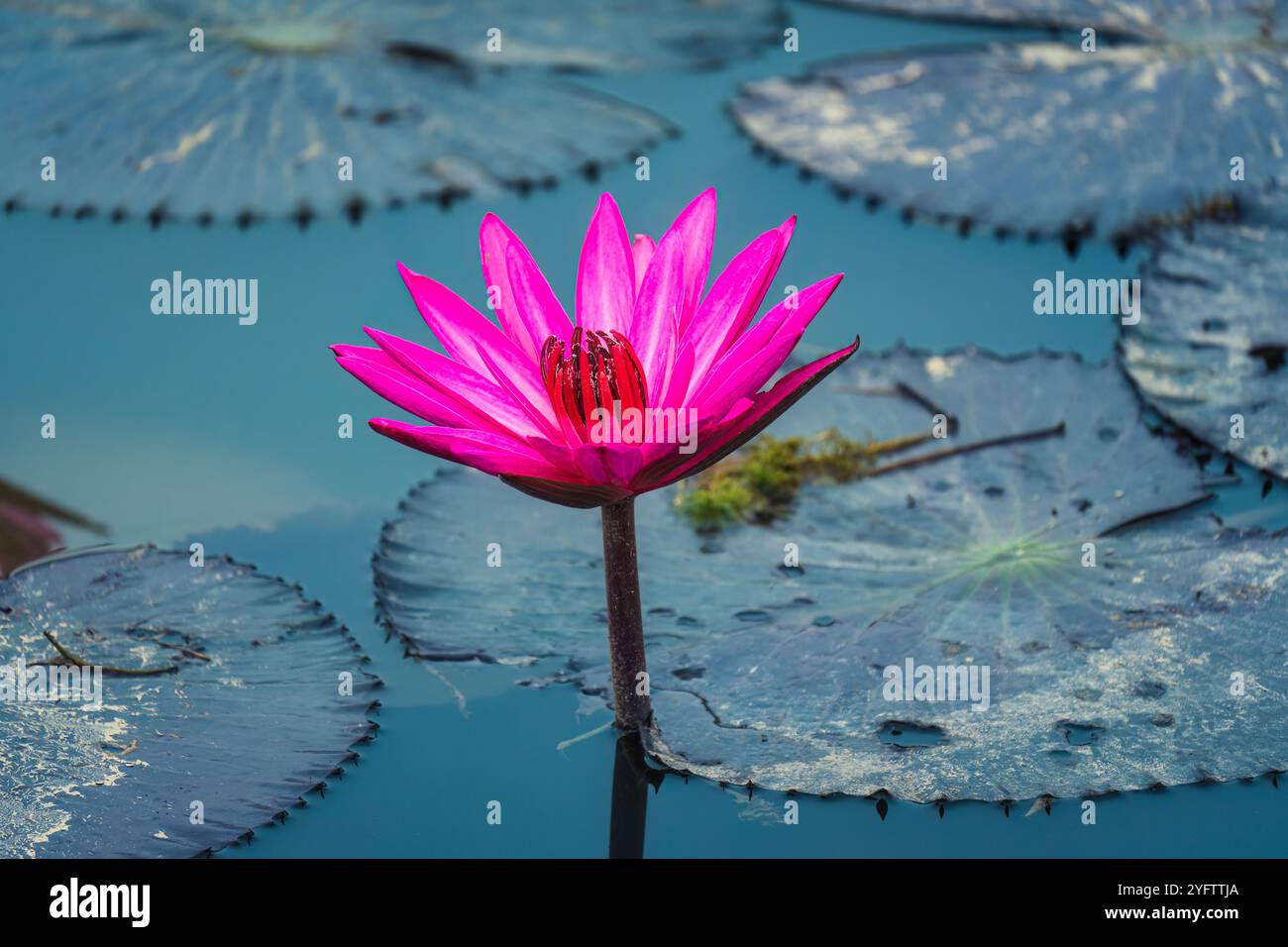 Loto rosa o Giglio d'acqua con foglie che crescono nel laghetto Foto Stock