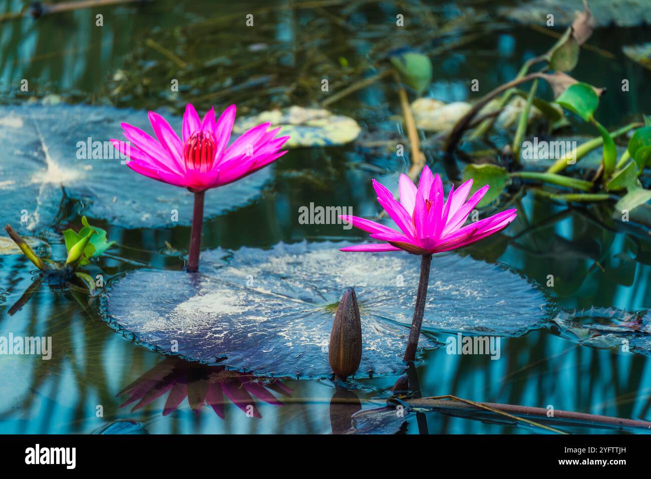 Doppio di loto rosa o giglio d'acqua con foglie che crescono nello stagno Foto Stock