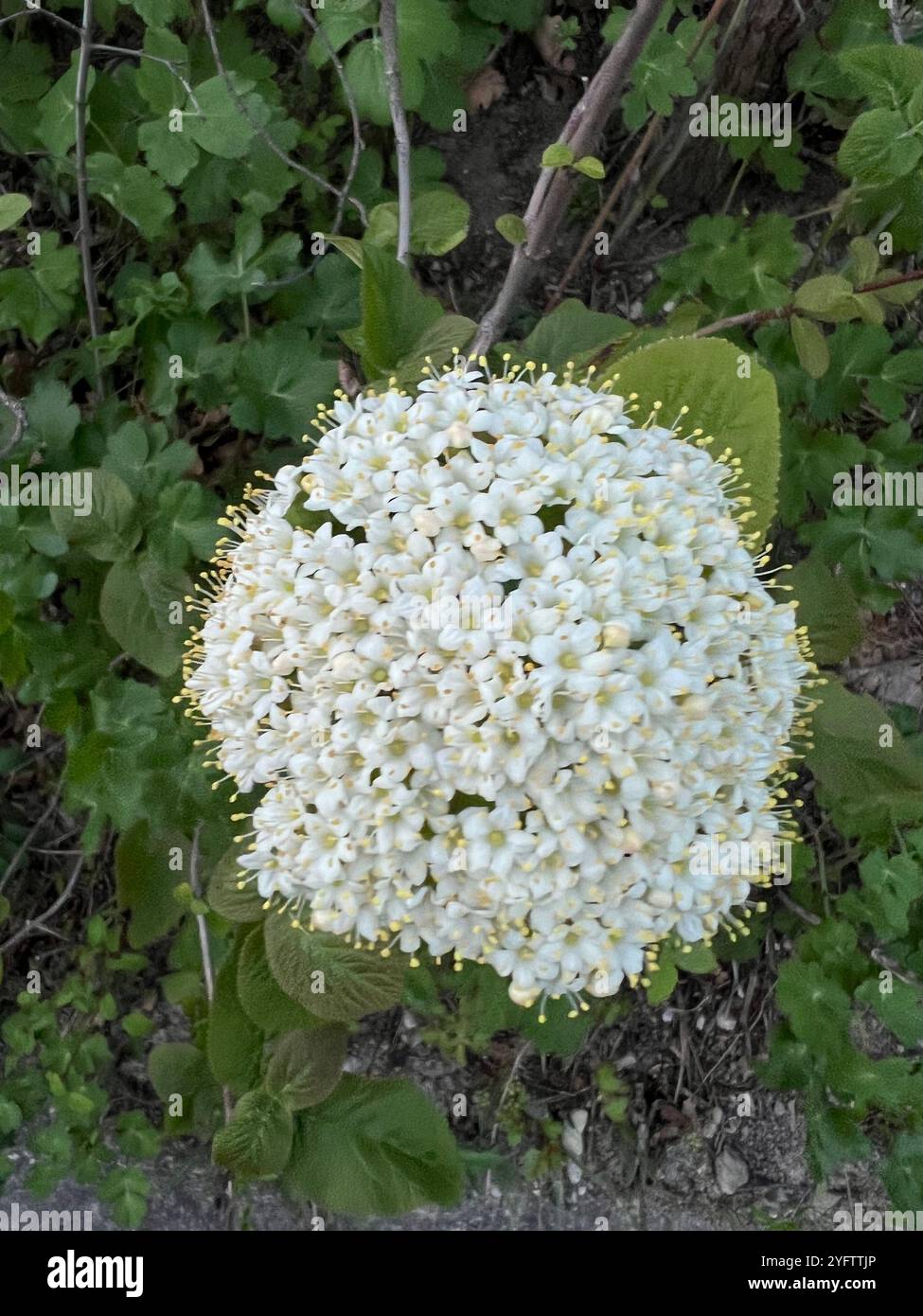 Fiore Foto Stock