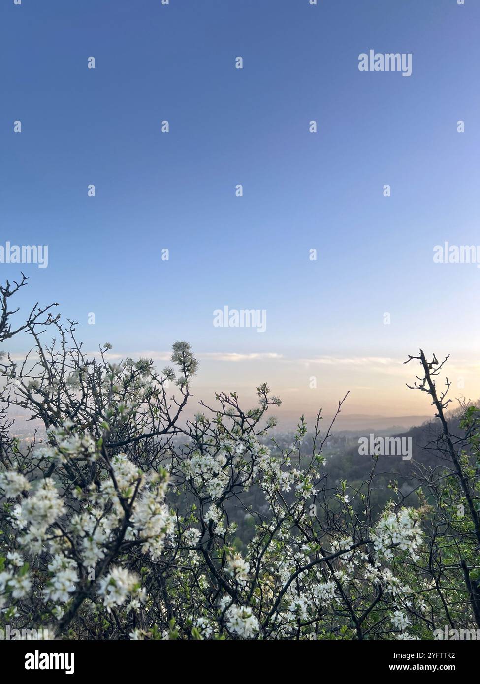 Flowers and View a Vienna Foto Stock