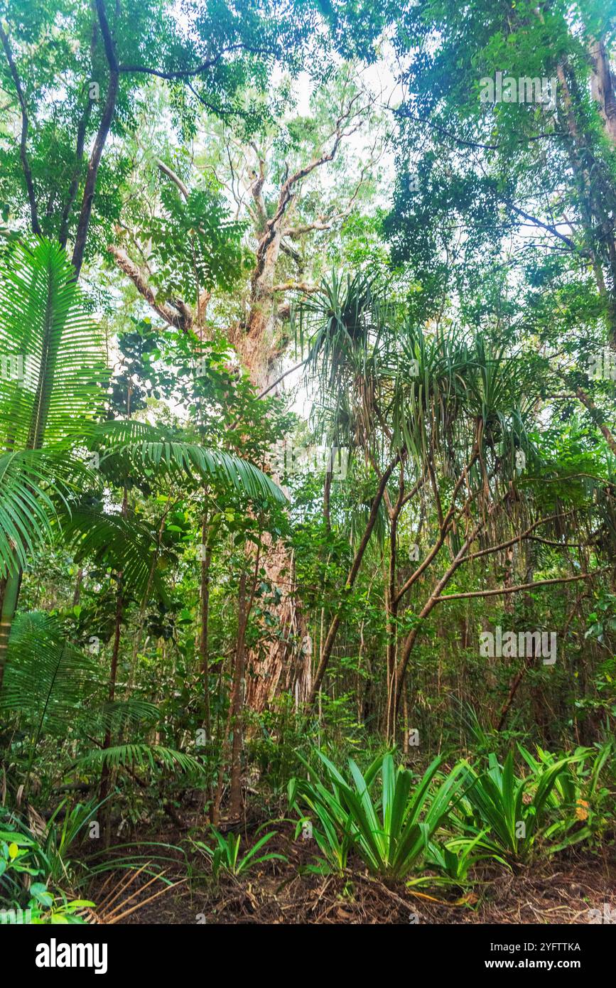 Foresta pluviale tropicale nel Daintree River National Park nel Queensland, Australia. Foto Stock