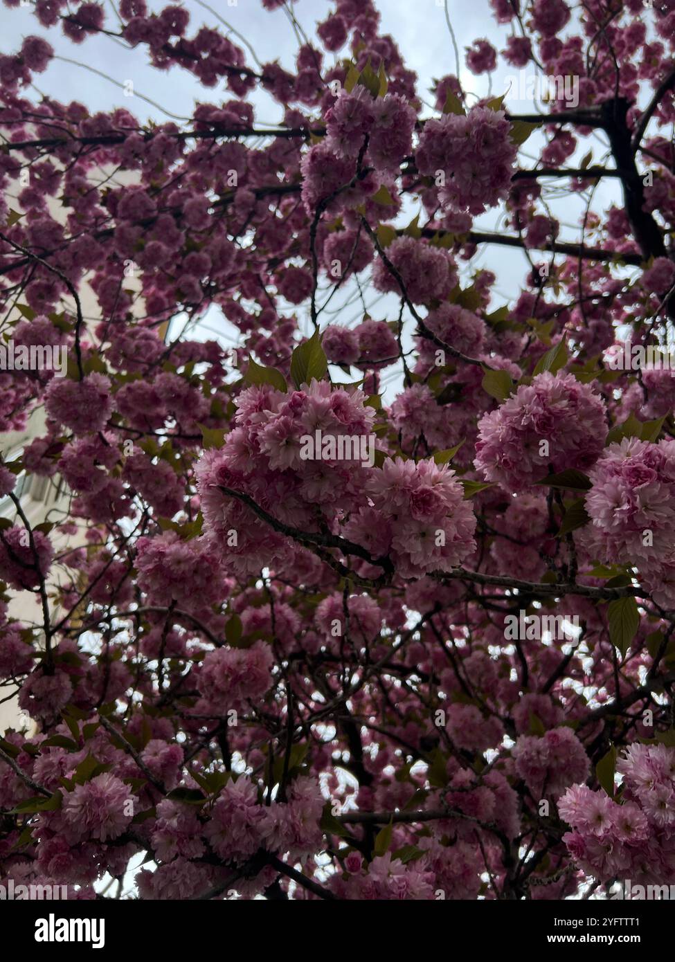 Fiori di ciliegio a Vienna Foto Stock