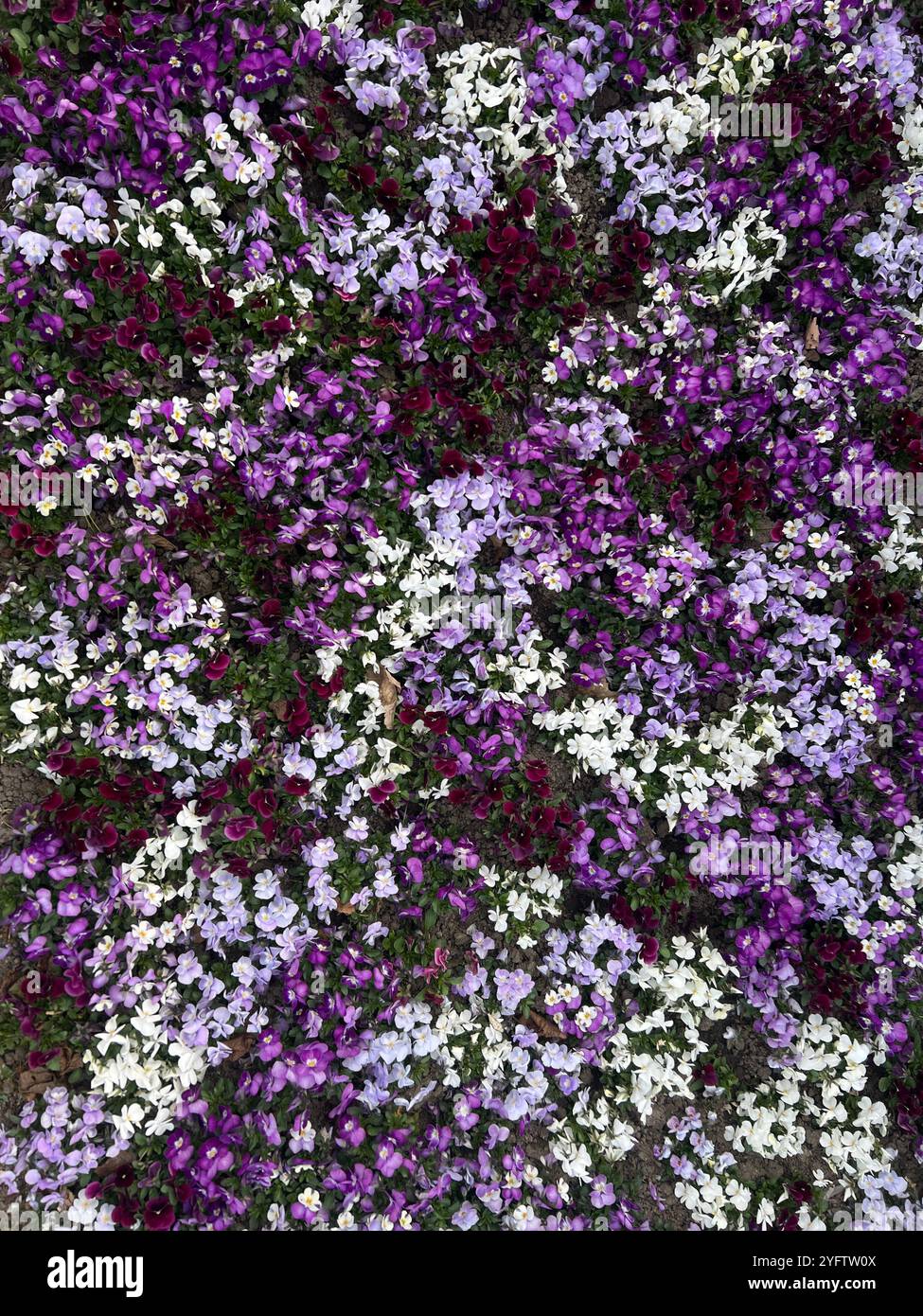 Fiori colorati a Vienna Foto Stock