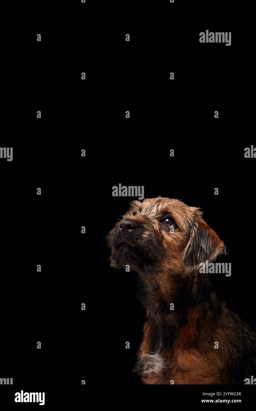 Primo piano Studio Portrait of Border Terrier Puppy su sfondo nero Foto Stock